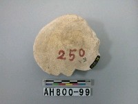 藏品(螺類)的圖片